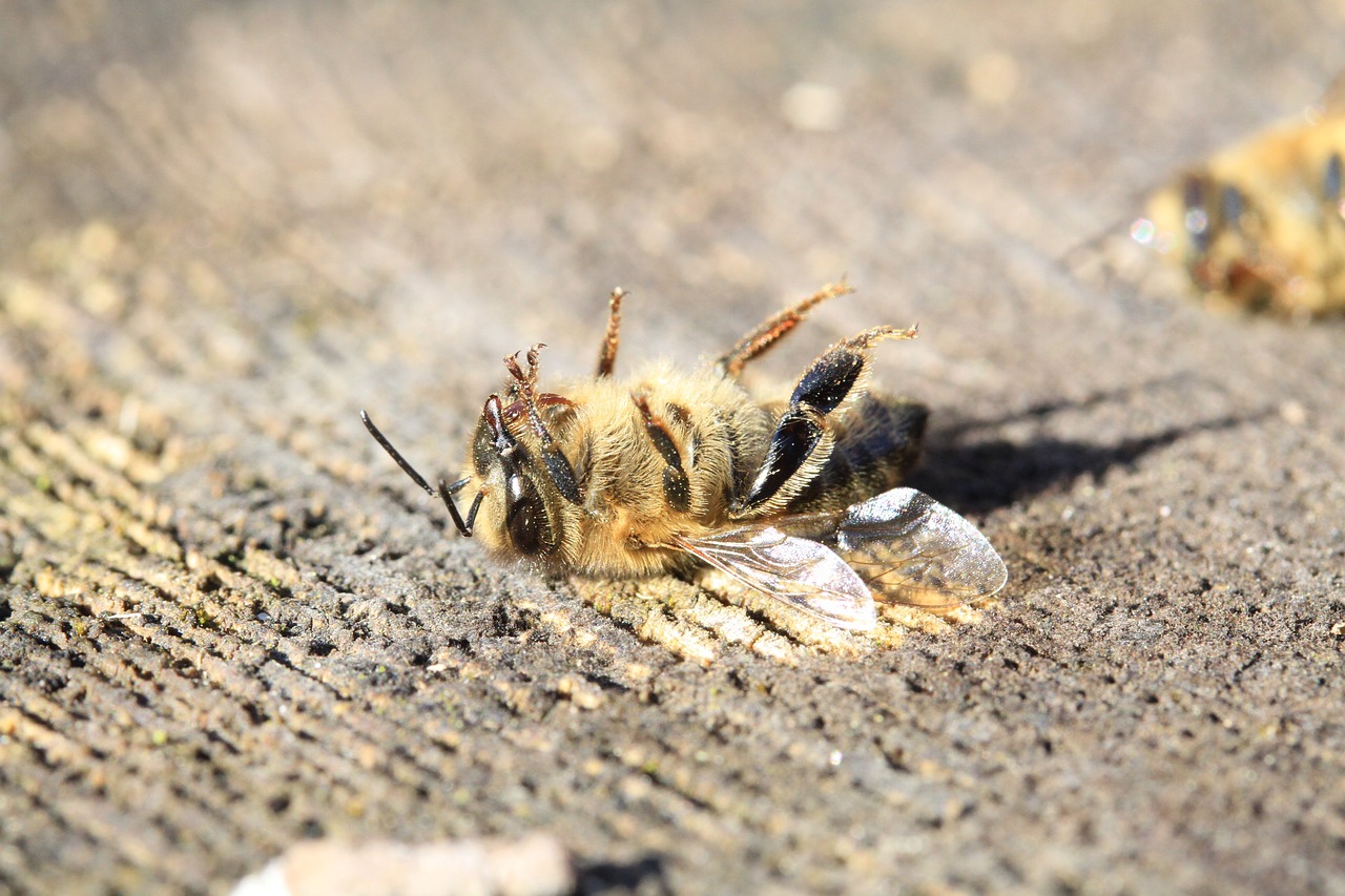 The Impacts of Pesticides on Biodiversity and Health